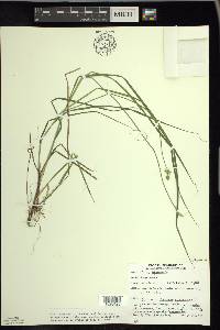 Carex wiegandii image