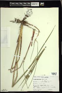 Cladium mariscoides image