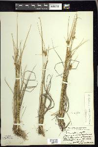 Carex viridula image