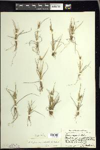 Carex viridula image