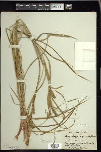 Carex vesicaria image