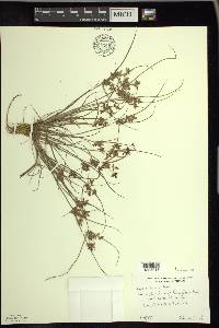 Cyperus bipartitus image