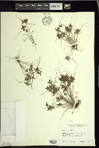 Cyperus bipartitus image