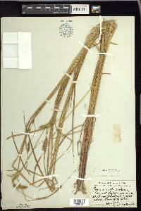 Carex vesicaria image