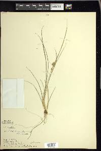 Carex viridula image