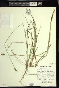 Carex wiegandii image