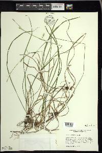 Carex vaginata image