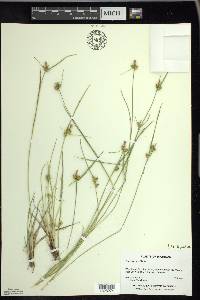 Carex viridula image