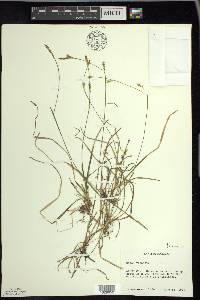 Carex vaginata image