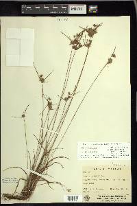 Cyperus houghtonii image