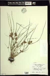 Cyperus diandrus image