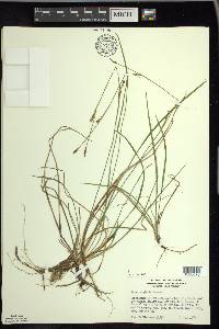 Carex vaginata image