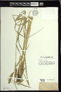 Carex vesicaria image