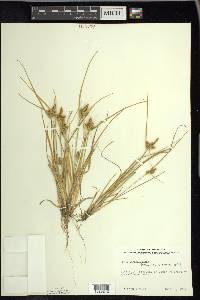 Carex viridula image