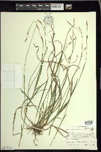 Carex vaginata image