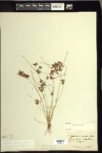 Cyperus bipartitus image