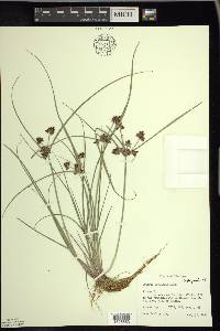 Cyperus bipartitus image