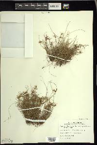 Cyperus flavescens image