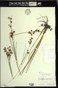 Cladium mariscoides image