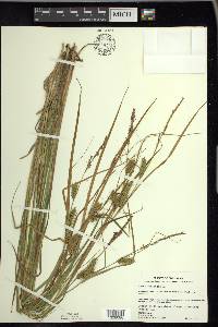 Carex vesicaria image