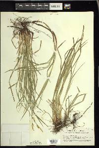 Carex woodii image