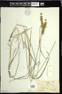 Carex vulpinoidea var. pycnocephala image
