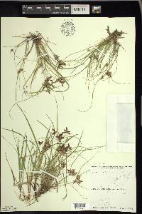 Cyperus bipartitus image