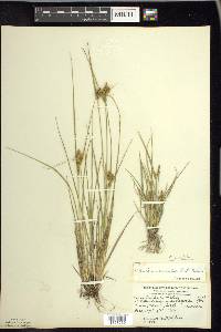 Carex viridula image