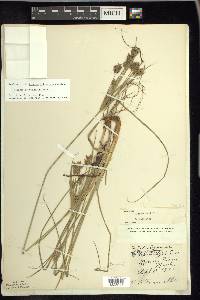 Cyperus schweinitzii image