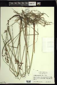 Cladium mariscoides image