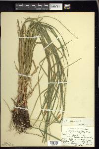 Carex vesicaria image