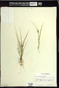 Carex oederi var. oederi image