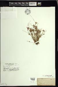 Cyperus bipartitus image