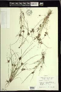 Cyperus bipartitus image