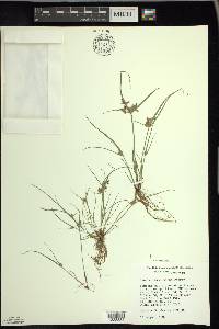 Cyperus bipartitus image