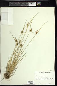 Carex viridula image