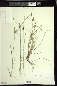 Carex viridula image