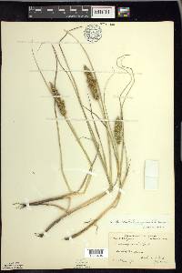 Carex vulpinoidea var. pycnocephala image