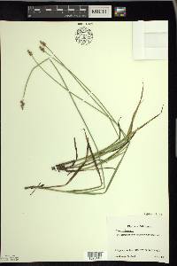 Carex wiegandii image