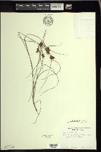 Cyperus schweinitzii image