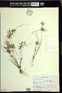 Cyperus bipartitus image