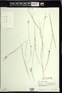 Carex viridula image