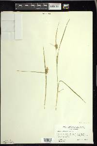 Carex viridula image