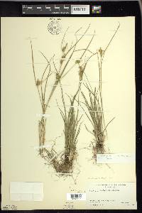 Carex viridula image