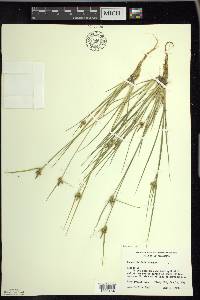 Carex viridula image