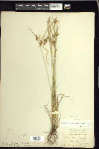 Carex viridula image