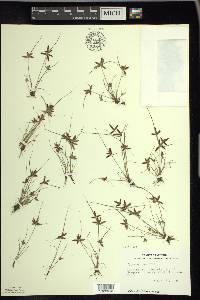 Cyperus bipartitus image