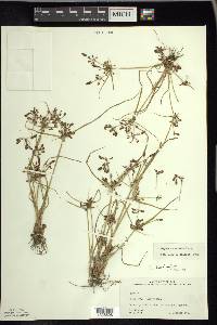 Cyperus diandrus image