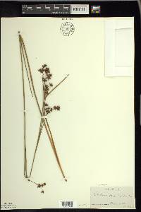 Cladium mariscoides image