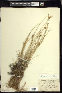 Carex viridula image